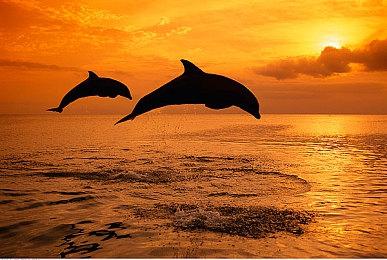 光荣Steam黑五促销开启 多款新旧名作最大75%优惠